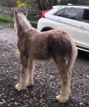 Filly Foal