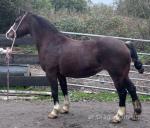 12.3hh Mare