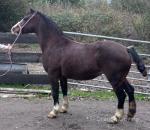 12.3hh Mare