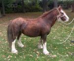 11.2hh Mare