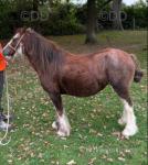 11.2hh Mare