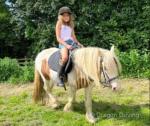 Morning everyone, l have a tough decision to make as I need to sell the ponies that don't have a job due to finances. Prince is a skewbald gelding of approx 12hh. He is rising 6. Broken to ride and drive but has never driven in the 3 years I have had him. He is going really well under saddle. He is good in traffic, to catch, load/travel etc. 
