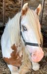 Prince, 12hh Riding Gelding