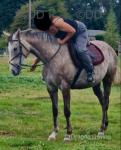 16hh TB Riding Mare