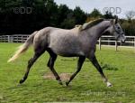 16hh TB Riding Mare