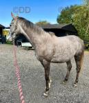 16hh TB Riding Mare