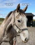 16hh TB Riding Mare