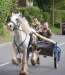 Monty, 14.2hh Ride and Drive Gelding