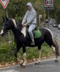 Molly, 15.3hh Riding Mare