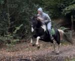 Molly, 15.3hh Riding Mare
