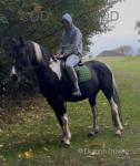 Molly, 15.3hh Riding Mare