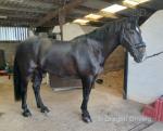 15.2hh Riding Gelding
