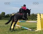 15.2hh Riding Gelding