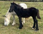 Fell Colt Foals