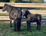 Fell Colt Foals