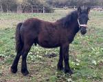 Fell Colt Foals