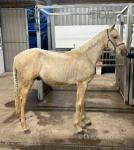 Yearling WPB Colt