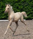 Yearling WPB Colt
