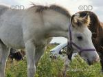 ID x Colt