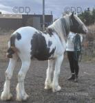 For sale blue and white colt 3 years old, 14.2hh. Direct out off old Diesel the stepping horse and by a Wombal bred mare. He's broke to drive goes in 2 or 4 wheelers. 