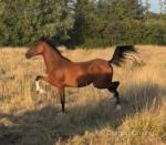 Nithsdale Electra, 2 Year Old Hackney Filly