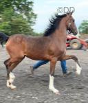 Nithsdale Electra, 2 Year Old Hackney Filly