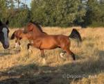 Nithsdale Electra, 2 Year Old Hackney Filly