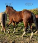 Nithsdale Electra, 2 Year Old Hackney Filly