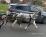 Dolly, Shetland mare, 5 year old ride and drive. Dolly is a absolute pleasure to ride and drive, she's A1 at her job you can drive her through the busiest of traffic and it does not bother her one bit. 