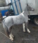 Dolly, Shetland Ride and Drive Mare