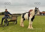 Blue, 4 years old, very sweet little pony, he's had lots of ground work done with him. He's been long reined for miles on busy roads and has driven around the field in a cart and harness. 
