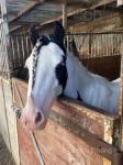 Blue, 12hh Gedling 