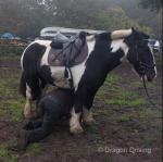 Paddy, 14.1hh RidingGelding 