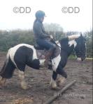 Paddy, 14.1hh RidingGelding 