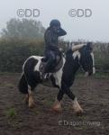Paddy, 14.1hh RidingGelding 