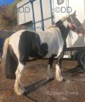 Paddy, 14.1hh RidingGelding 