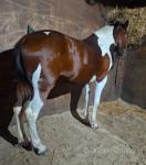 Standardbred Colt