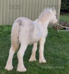 Colt Foal