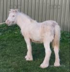 Colt Foal