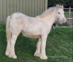 Colt Foal