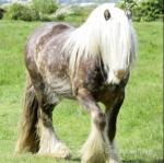 Colt Foal