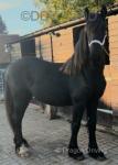 Hessel, Yearling Colt