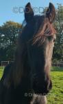 Hessel, Yearling Colt