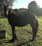 Hessel, Yearling Colt