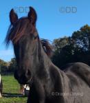 Hessel, Yearling Colt