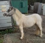 Here we have a very good ride and drive kids pony, he's smart, blue and white gelding, rising 4 years old, stands around 10hh. 