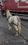 Ride and Drive Gelding 