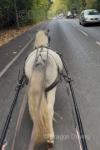 Ride and Drive Gelding 