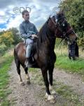 15hh Welsh section D cross cob mare, she is 10 years old, ride and drive. Safe in all traffic and goes in style, loads of vids and pics. 