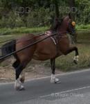 15hh WPB Ride and Drive Mare